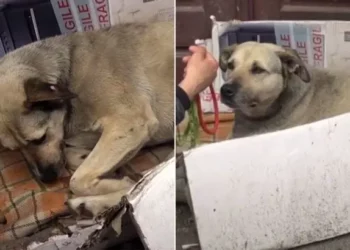 Homeless Dog Spends Entire Life on Streets, Finds New Hope with Compassionate Tourist
