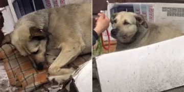 Homeless Dog Spends Entire Life on Streets, Finds New Hope with Compassionate Tourist