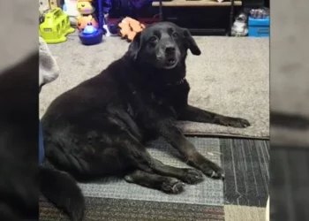 Kind Soul Rescues 15-Year-Old Dog Abandoned at a Cat Shelter