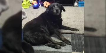 Kind Soul Rescues 15-Year-Old Dog Abandoned at a Cat Shelter