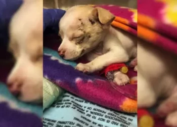 Tiny Stray Pup Miraculously Survives After Falling From Sky