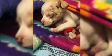 Tiny Stray Pup Miraculously Survives After Falling From Sky
