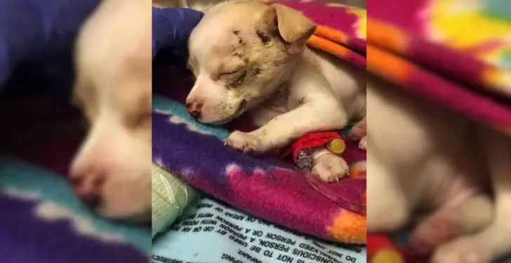 Tiny Stray Pup Miraculously Survives After Falling From Sky