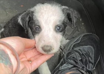 Little Puppy Discovered Beside a Road Turns into Shelter Darling