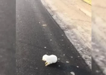 Woman Finds Defenseless Newborn Puppy Abandoned on the Road