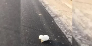 Woman Finds Defenseless Newborn Puppy Abandoned on the Road