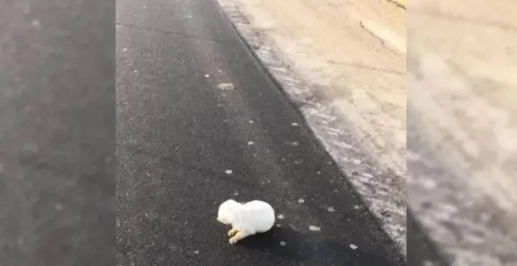Woman Finds Defenseless Newborn Puppy Abandoned on the Road