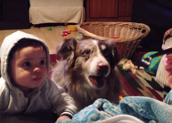 Mom Tries to Make Her Baby Say ‘Mama,’ but the Dog Amusingly Says It Before the Baby.