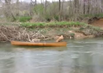Remarkable Rescue: Labrador Retriever Saves Two Dogs from Drifting Canoe