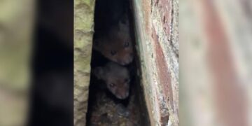 Two Little Faces Emerge in the Dark, Witnesses Know Exactly Who to Dial