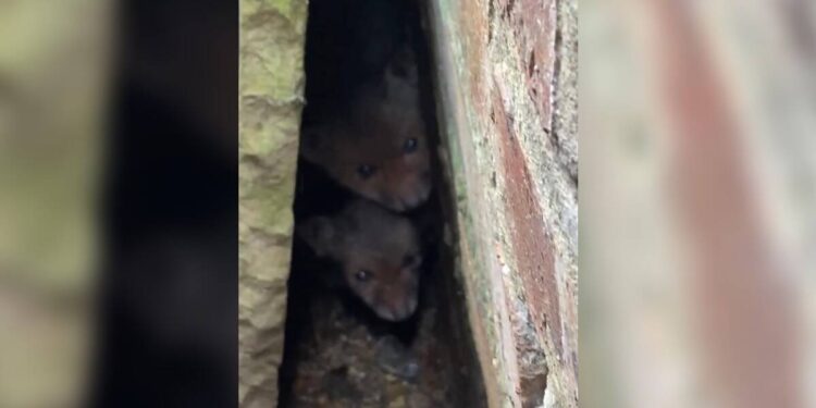 Two Little Faces Emerge in the Dark, Witnesses Know Exactly Who to Dial