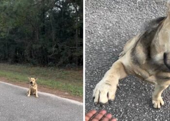 A Stray Dog Walks Up to a Sanctuary Gate and Asks to Be Saved by Holding Out His Paw
