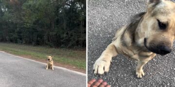 A Stray Dog Walks Up to a Sanctuary Gate and Asks to Be Saved by Holding Out His Paw