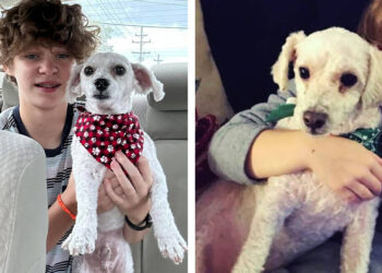 Family Picks Up Pooch From Groomer And Notices Something’s Off  In His Breath