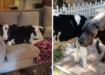 Calf Raised by Trio of Dogs Believes He’s Dog as Well