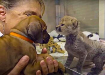 Lone Cheetah Cub, Rejected for Being The Only Kitten In His Litter Finds The Perfect Pal