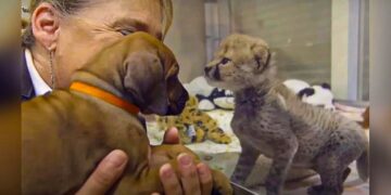 Lone Cheetah Cub, Rejected for Being The Only Kitten In His Litter Finds The Perfect Pal