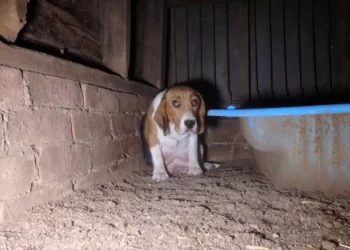 Scared Puppy Mill Mom Secretly Stashes Her Babies in Wall