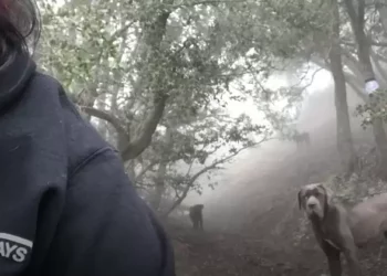 Woman Climbs Mountain Every Day to Earn Trust of Large Dogs for Rescue