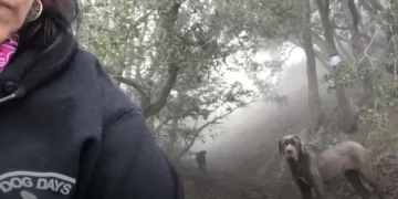 Woman Climbs Mountain Every Day to Earn Trust of Large Dogs for Rescue