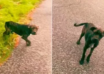 Lost Pup Stops Woman’s Vehicle, Guides Her to Someone in Need