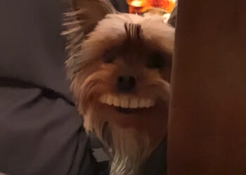 Pup Steals Fake Teeth from Table, Wears Them Joyfully Throughout House