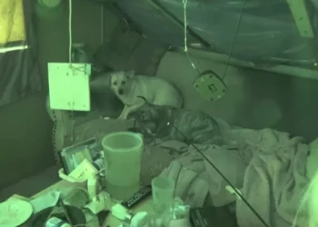 After Owner’s Passing, Two Grieving Dogs Struggle to Find Their Way