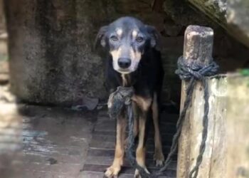 After 7 Harsh Years Chained, This Desolate Dog Finally Found Rescue