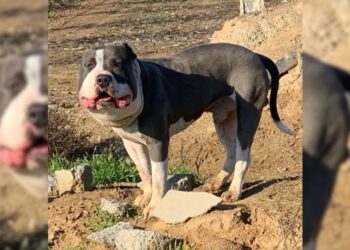 Chubby-Faced Dog Found Roadside Goes Through Heartwarming Recovery Story