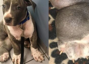 Man Abandons Puppy with Swollen Legs Due to Financial Strain