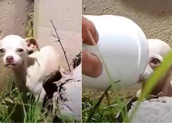 Man Shields Abandoned Puppy’s Face with Styrofoam Cup Under Bridge