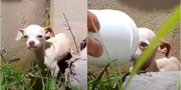 Man Shields Abandoned Puppy’s Face with Styrofoam Cup Under Bridge