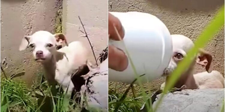 Man Shields Abandoned Puppy’s Face with Styrofoam Cup Under Bridge