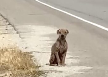 He Sat Next To The Road Missing His Coat That Used To Be Shiny And Needing Love.