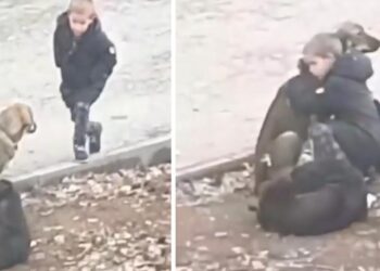 Stranger Witnesses Young Boy Pausing to Hug Street Dogs in His Route to School