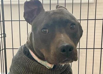 Woman Welcomes Unwanted Black Pit Bull into Her Home