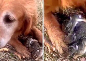Woman Mistakes Puppies for Birds in Surprising Discovery with Her Dog