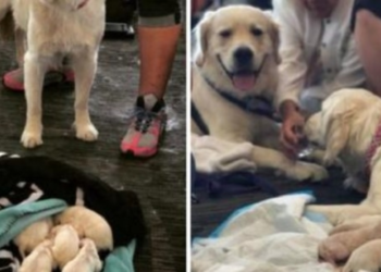 Service Dog Delivers Litter of Puppies at Florida Airport Terminal