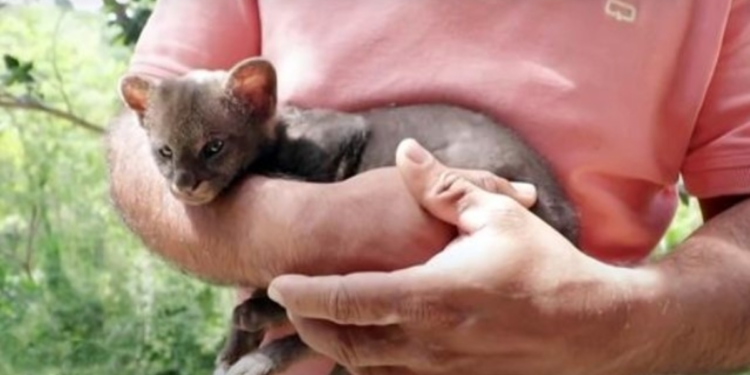 Farmer Brings Home ‘Kitten’ That Turns Out to Be Baby Cougar