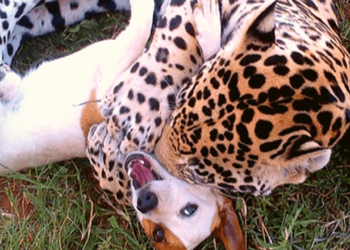 This Little Dog Becomes an Unexpected Best Friend to the Rescued Jaguar