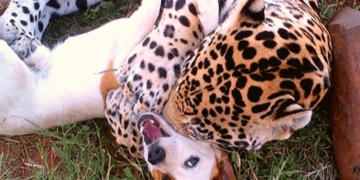 This Little Dog Becomes an Unexpected Best Friend to the Rescued Jaguar