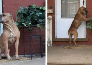 Faithful Dog Spends Weeks on Porch After Loved Ones Relocate