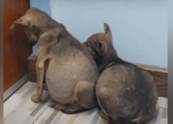 Two Stray Puppies, Frightened and Swollen-Bellied, Clung to One Another