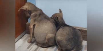 Two Stray Puppies, Frightened and Swollen-Bellied, Clung to One Another