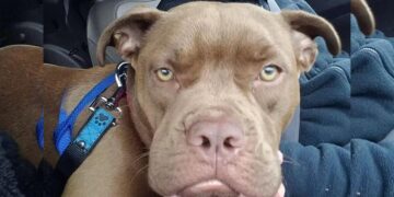 A Samaritan’s 1,300-Mile Journey with Lost Dog Ends in Owner’s Refusal