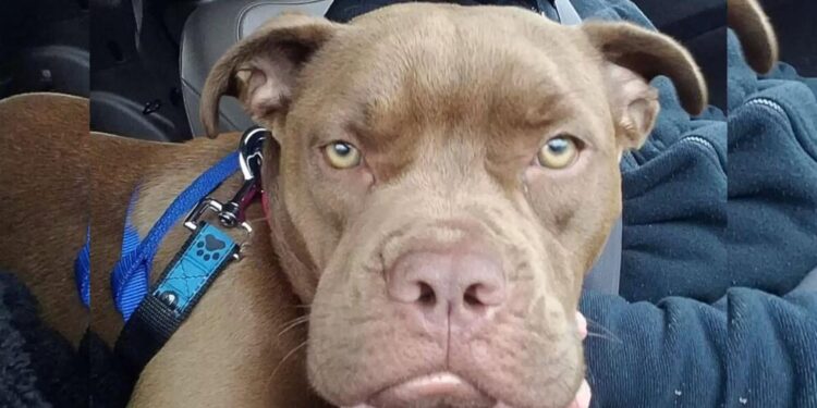 A Samaritan’s 1,300-Mile Journey with Lost Dog Ends in Owner’s Refusal