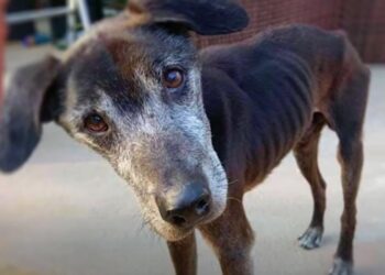 Owner Dismisses His ‘Old As Dirt’ Dog as Worthless Leading to New Caretaker