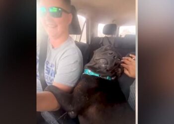 Charming Pregnant Pittie Expresses Gratitude to Her Rescuer in the Most Loving Way