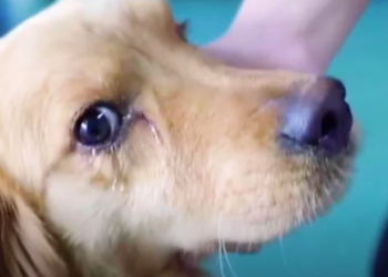 Golden Retriever, Abducted from Yard, Gazes at Volunteers as Tears Pour Down