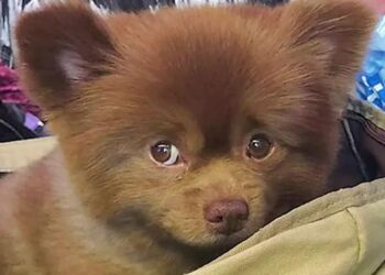 Second Chance at Happiness Tossed Pomeranian Finds His Forever Home